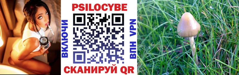 закладки  Каргат  Галлюциногенные грибы Cubensis 